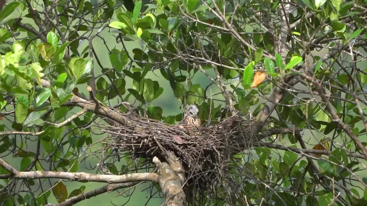 un pulcino di aquila è affamato e cerca cibo nel nido.