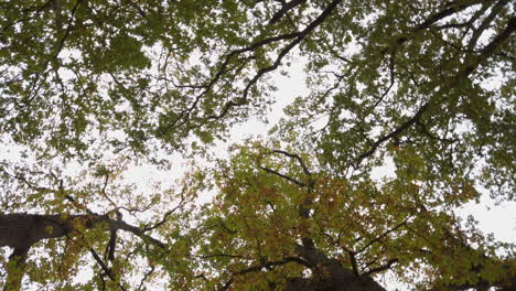 the rolling upshot of the branches of the tree in the forest in slow motion