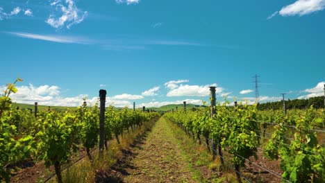 reveal ascending view of a vineyard in new zealand on a sunny day