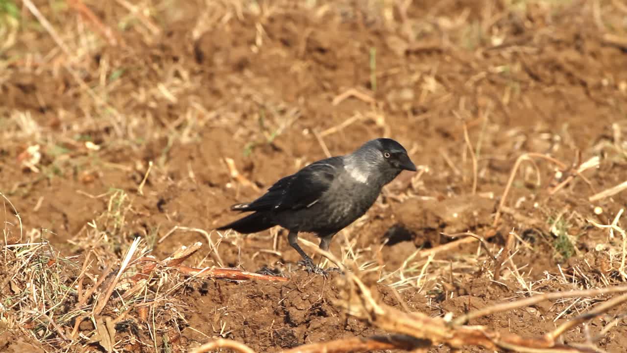 Western jackdaw (Coloeus monedula), also known as the Eurasian jackdaw, searching for food in a plowed field