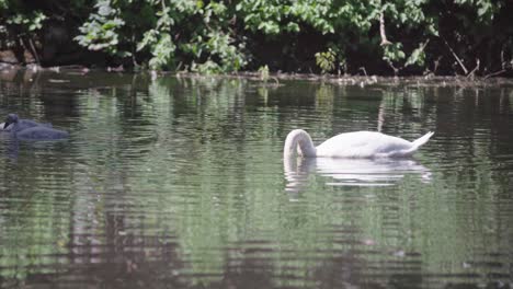 Schwan-Taucht-Seinen-Kopf-Unter-Wasser,-Um-Etwas-Essbares-Zu-Finden,-Eingesperrt