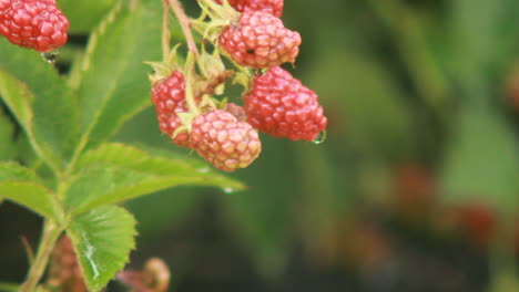 close up of unripe blackberries growing