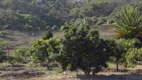 a farm couple and their white labrador retriever walk through an experimental permaculture property summerland ca 1