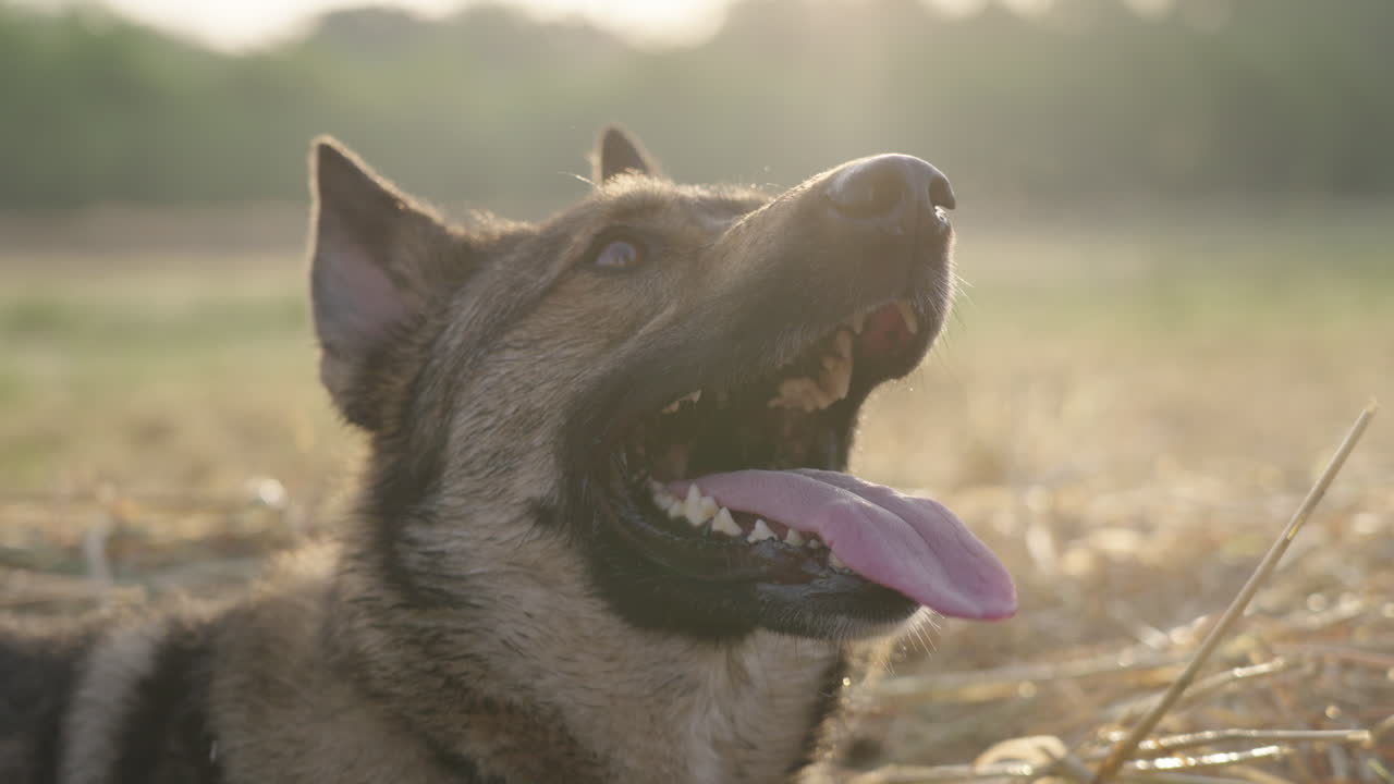 Slow Motion Majestic Close Up Lupo Italiano Panting with Backlit Dust Particles