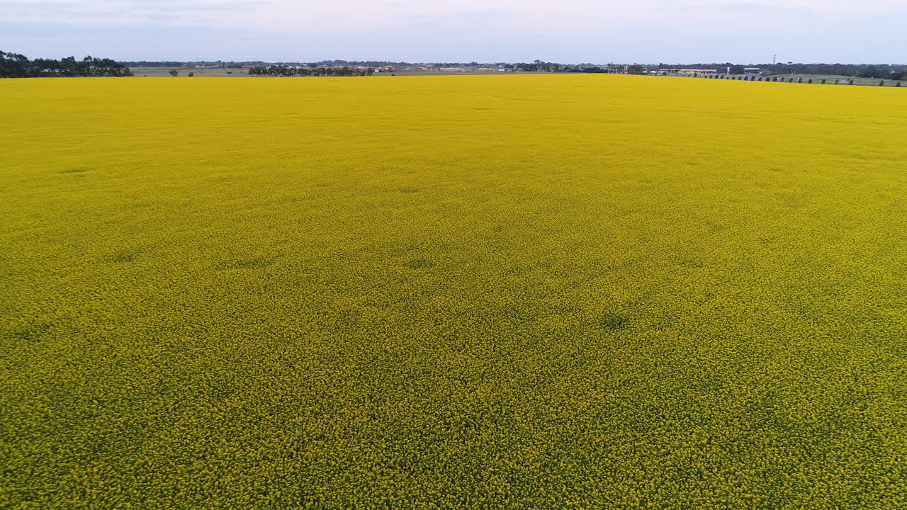 vista aérea del campo de canola al atardecer