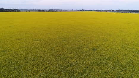 aerial view of canola field at sunset