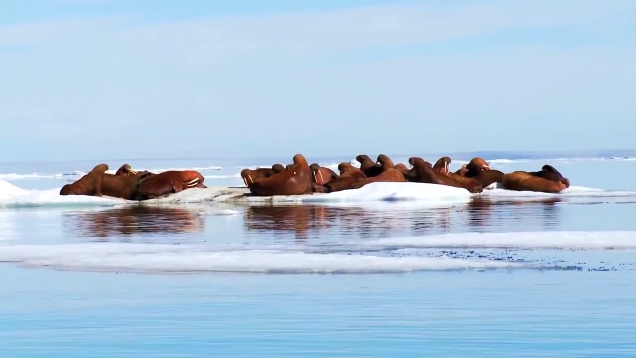 해마는 북극 5의 자연 얼음 서식지에 산다.