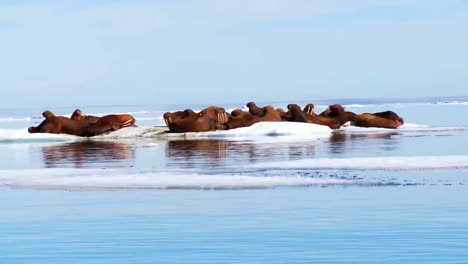la morsa vive en un hábitat de hielo natural en el ártico 5