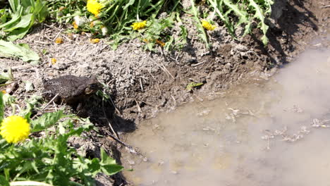 cane toad slow motion hop in pond