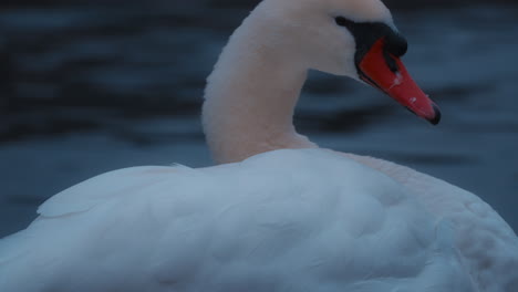 Obtén-Una-Mirada-íntima-A-La-Gracia-Y-La-Belleza-De-Un-Cisne-Dormido-En-Este-Video-De-Primer-Plano-Del-Lago-Thun-En-Suiza-En-Un-Día-Nublado