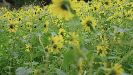Lines-of-Sunflowers-in-field,-Himawari-Matsuri-Sunflower-Festival,-Slow-Pan