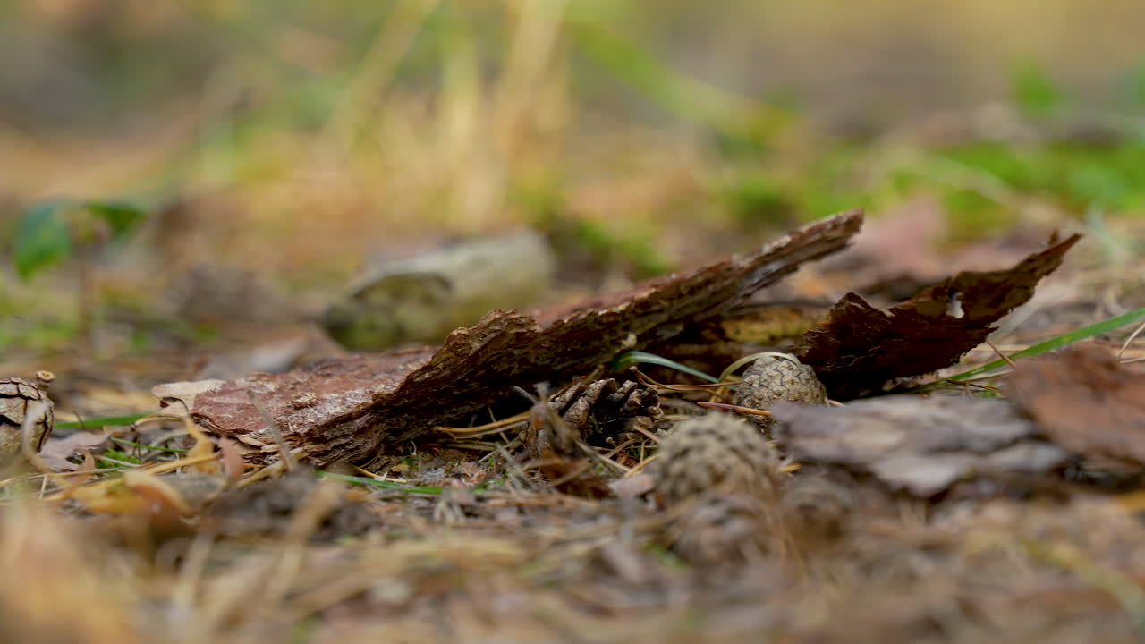 The Slow and Graceful Descent of the Tree's Outer Layers - Close up
