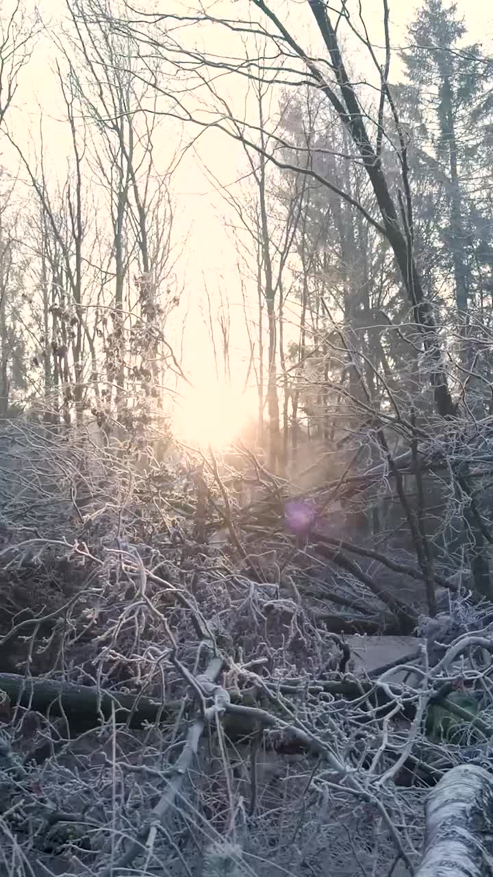 얼어붙은 숲의 해가 뜨는 곳