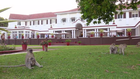 Meerkatzen-Spielen-Auf-Dem-Gelände-Des-Eleganten-Und-Luxuriösen-Victoria-Falls-Hotels