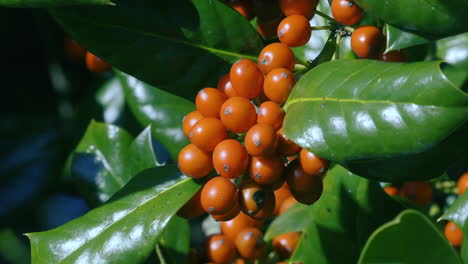 red berries growing on an evergreen, cotoneaster shrub in the winter