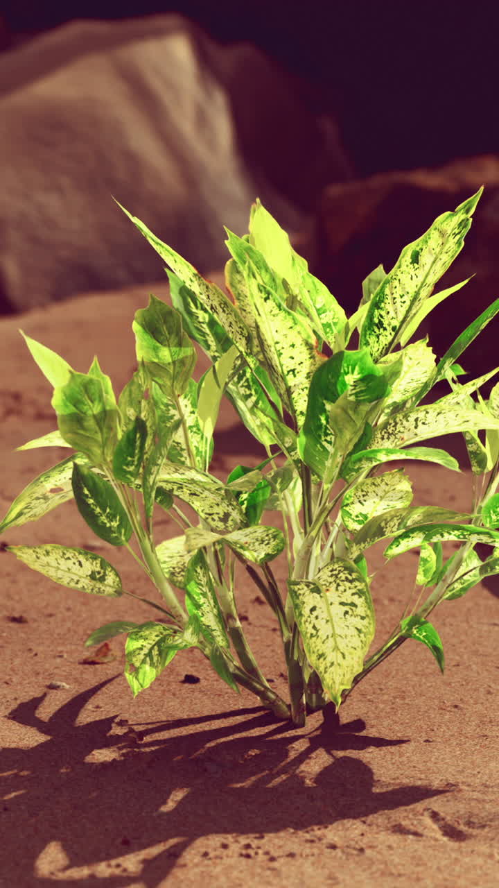 모래 에 자라는 초록색 식물 의 클로즈업