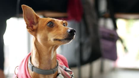 small dog in pink jacket