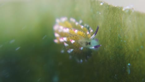 costasiella kuroshimae nudibranch leaf slug stuck to leaf in sea current
