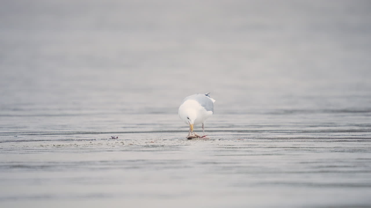 Seagull Foraging on the Shore