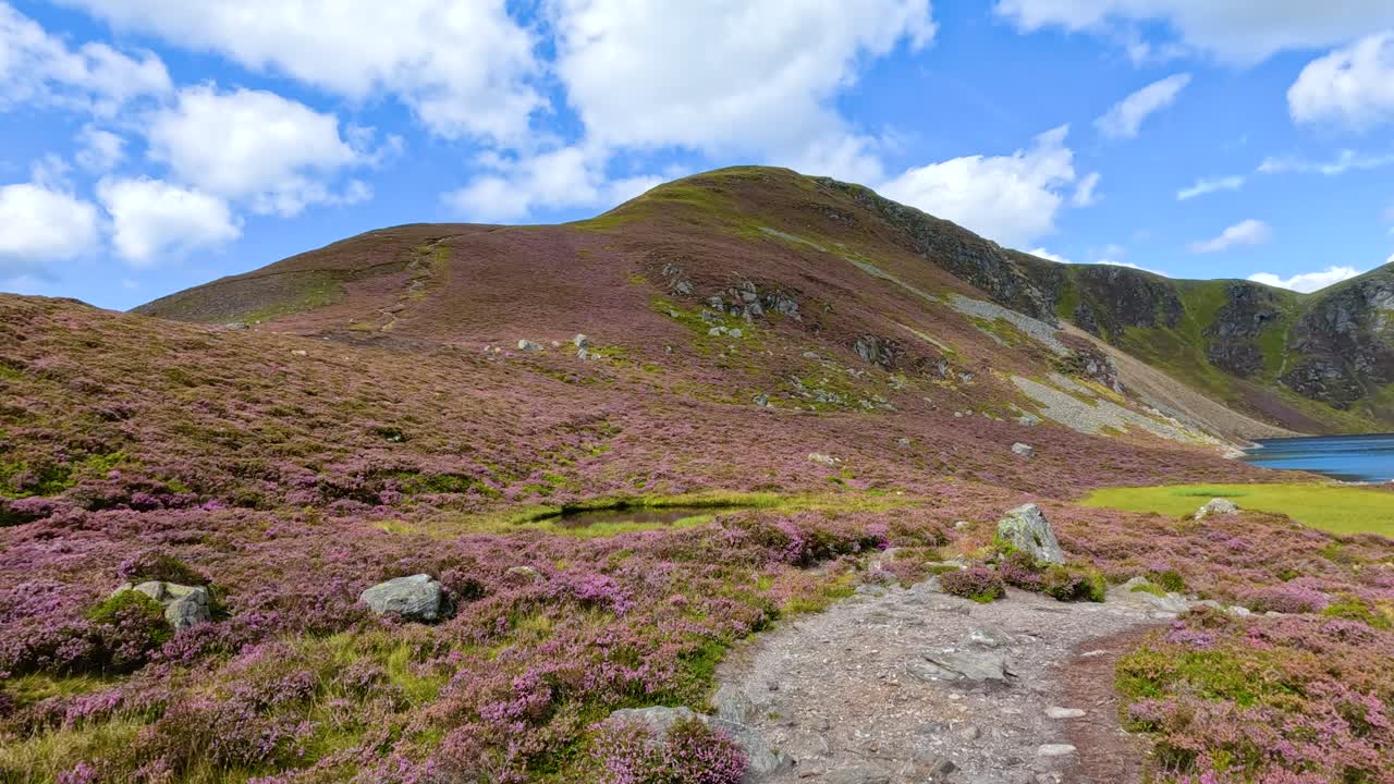 A steady camera moves forward along a rocky path through blooming heather, revealing Loch Brandy and surrounding hills under bright daylight in Glen Clova