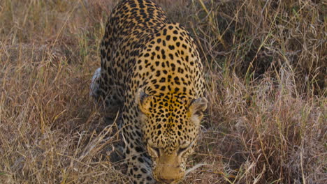 primer plano de un hambriento leopardo africano olfateando comida en las llanuras de áfrica