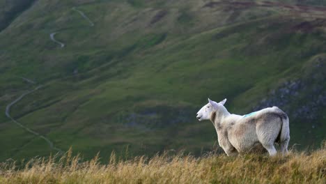 a lonely sheep gazes at the stunning view