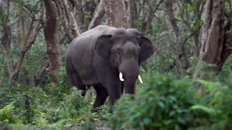 a wild elephant standing in the dense jungle in the chitwan national park in nepal