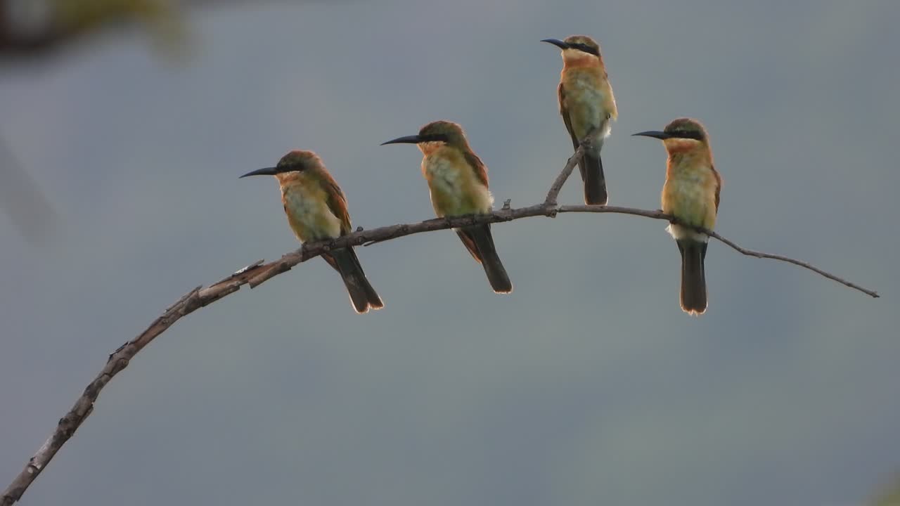 пчеловоды на дереве в ожидании прыти