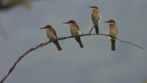 abejarucos en el árbol esperando palanca