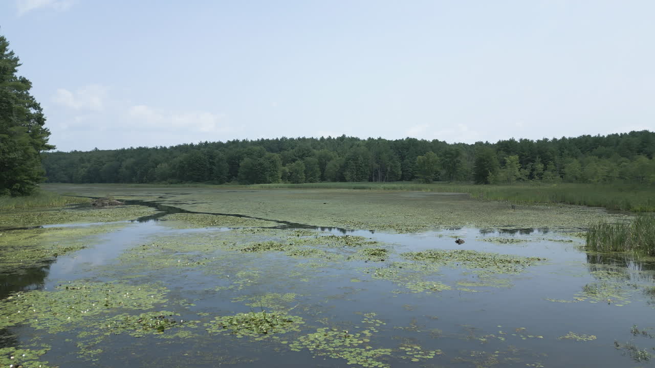 Low aerial orbit above water chestnut and lily pads covering lake along marsh land, Lake Fitzgerald Northampton Massachusetts