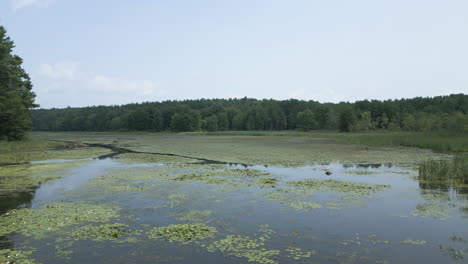 Low-aerial-orbit-above-water-chestnut-and-lily-pads-covering-lake-along-marsh-land,-Lake-Fitzgerald-Northampton-Massachusetts