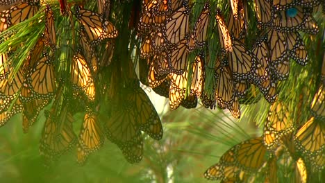 Clustered-Monarchs-With-Tags