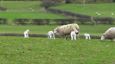 baby lambs running to mum sheep on green meadow