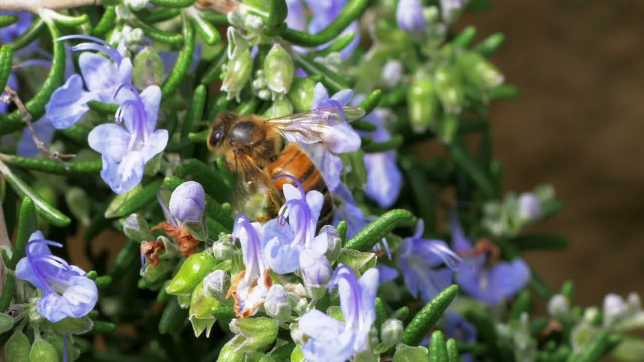 Honeybee Buzzing Around Flowering Rosemary Bush, SLOW MOTION