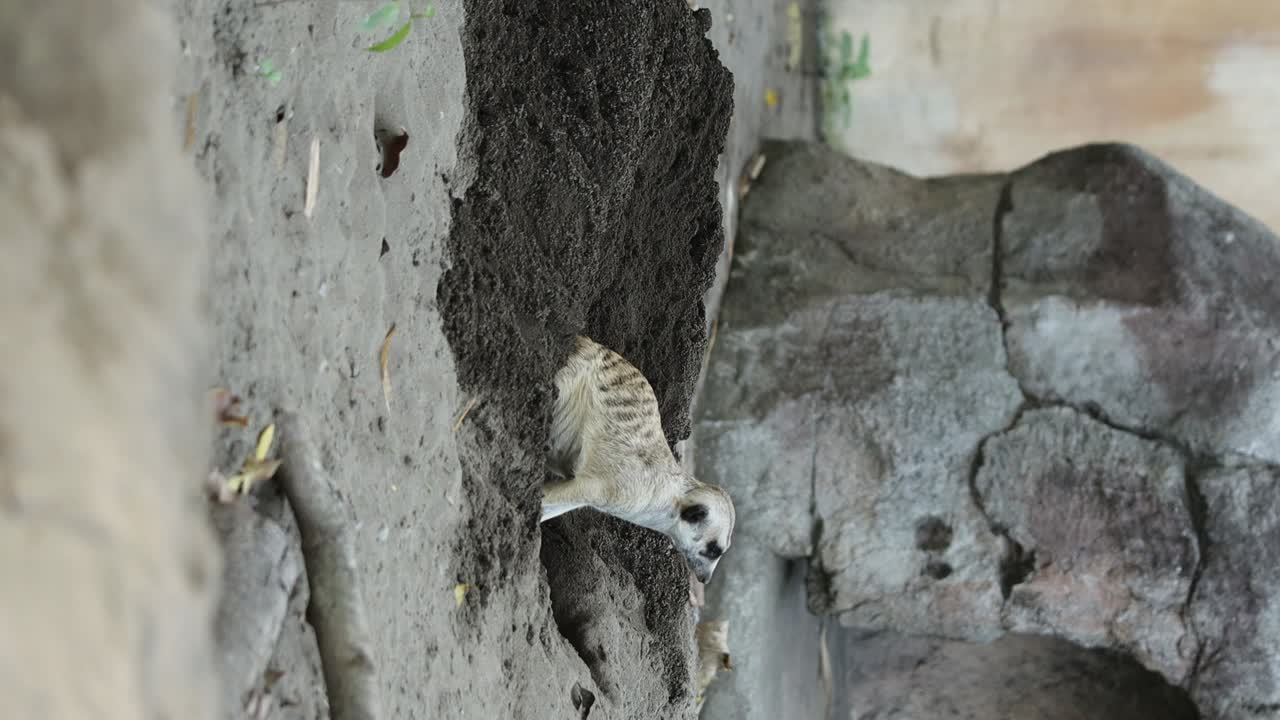 Meerkat Standing Alert on Sand with Dug-Out Soil in Natural Environment. vertical video