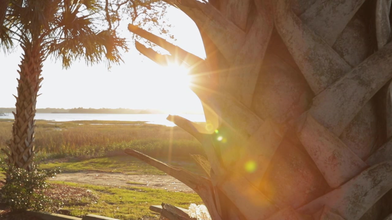 Palm tree slider with the sunset over the coastal region of South Carolina