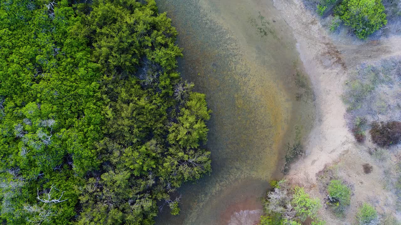 Drone top down rotate around lush mangroves in Curacao, with vibrant green trees and shallow water patterns visible