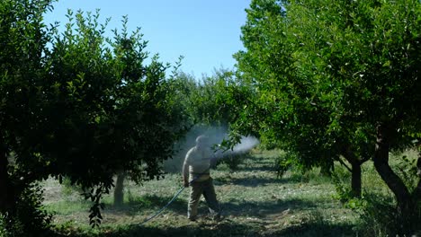 adult man sprays apple trees