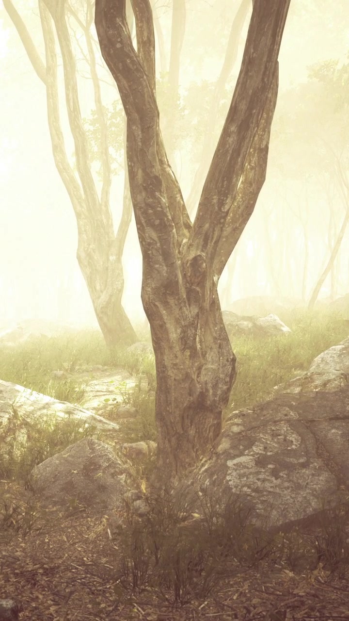 In a forest trees are seen surrounded by fog