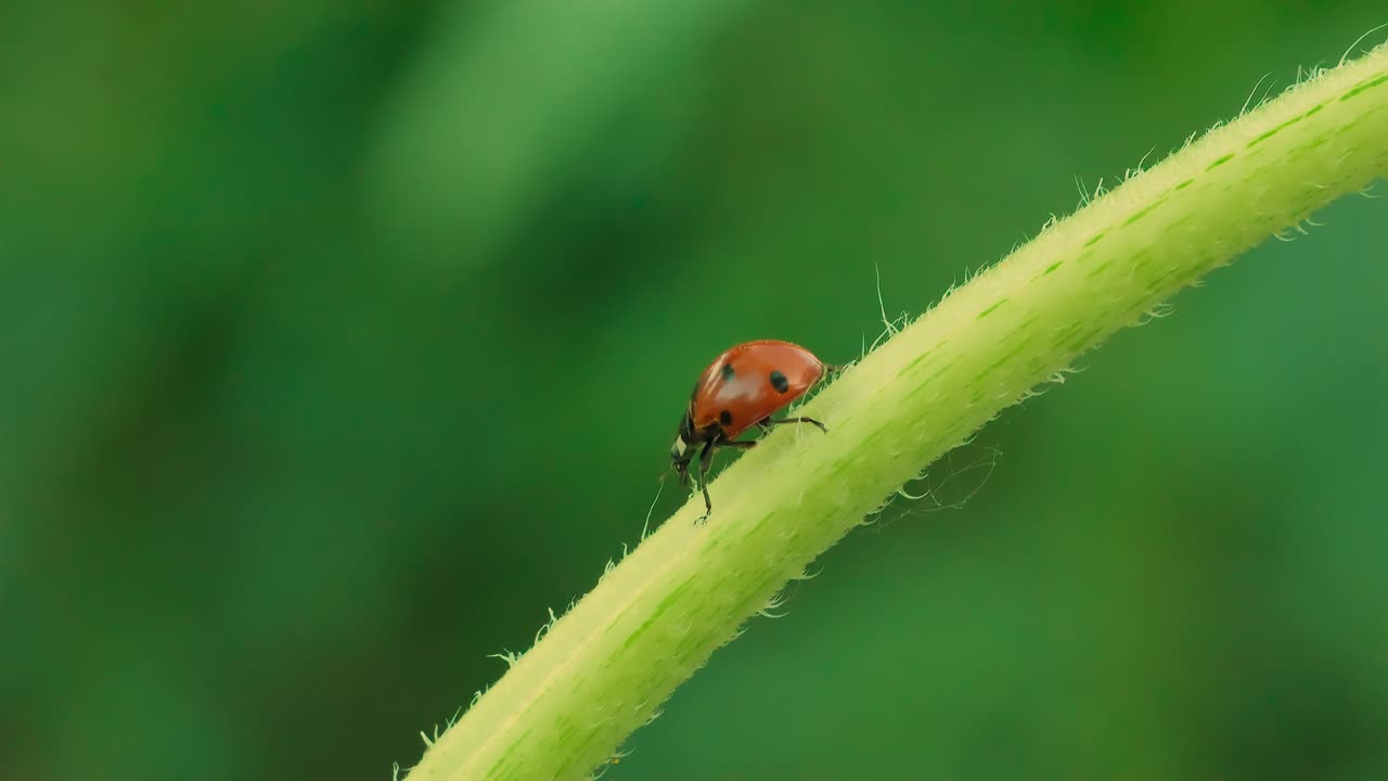 Ladybug on Green Plant Slow Motion Macro Close Up View 4k