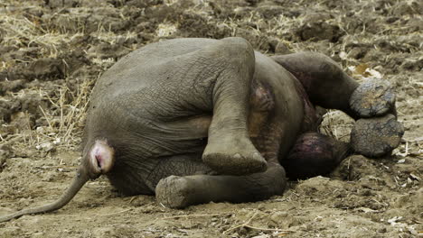 lion's prey: dead elephant baby on sandy ground