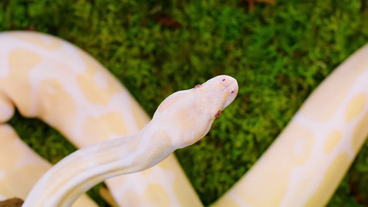 A slow-motion shot of a white python, with a detailed view of its head and body on grass