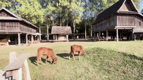 cows peacefully graze by a traditional thai house