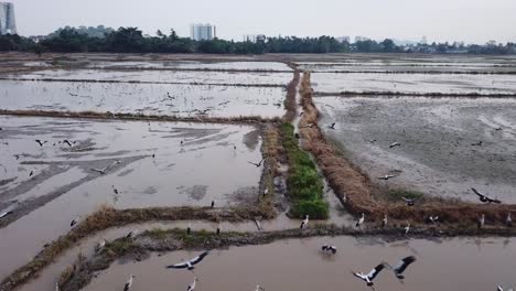 asian openbill storks at wetlands (inland)