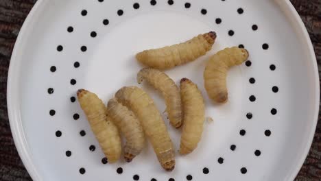 several waxworms, the larvae of the wax moth on plastic lid