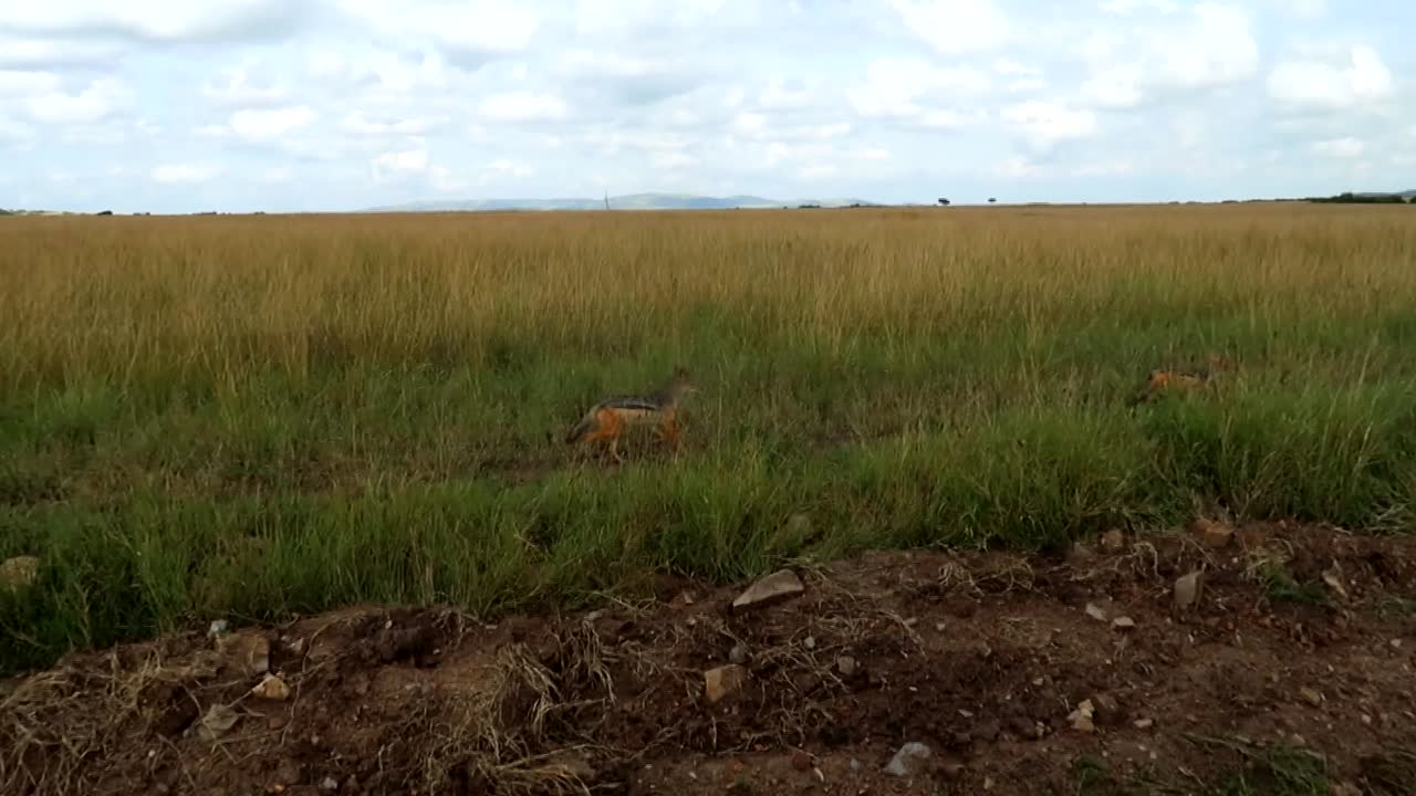 dos chacales corriendo en hierba verde alta en la sabana africana