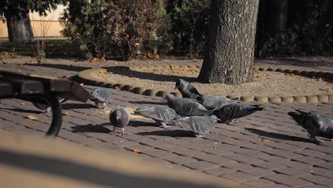 group of pigeons and one jackdaw in the city are eating food left by people