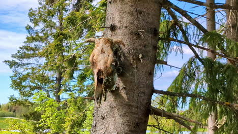 vieja cabeza de animal muerto colgando de una aleta de un árbol en letonia