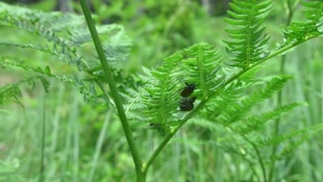 Garden-Chafer-Beetles-On-A-Fern-Plant-During-Mating-Season