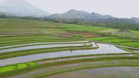 Trabajo-Del-Agricultor-En-El-Campo-De-Arroz,-Java-Central,-Indonesia